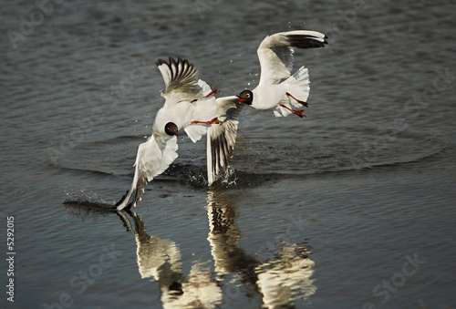 Argumentative Sea Gulls
