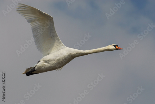 Aerial Swan
