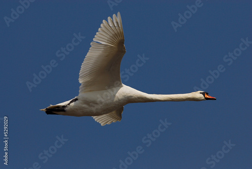 Cruising Swan