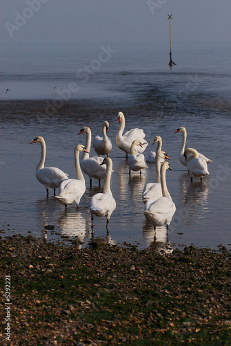 Swan Meeting
