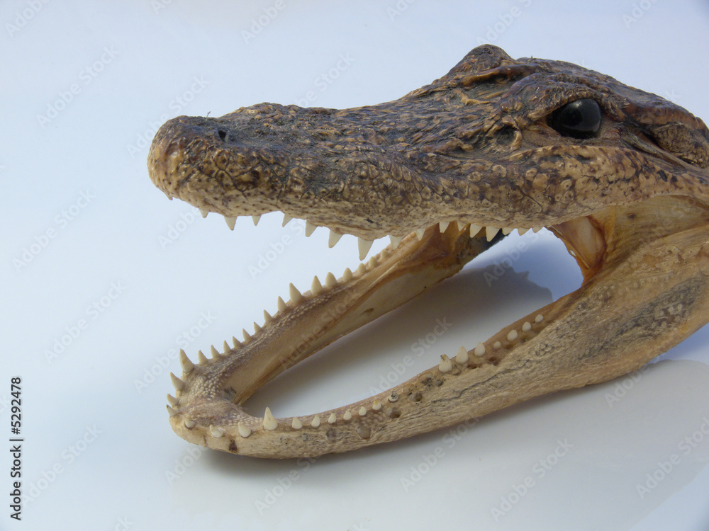 Obraz premium crocodile