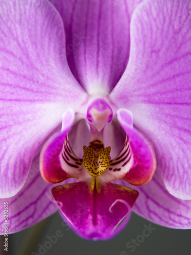 Orchidee Phalaenopsis