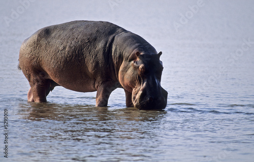 Africa-Hippopotamus