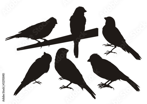 Six canary bird silhouettes photo