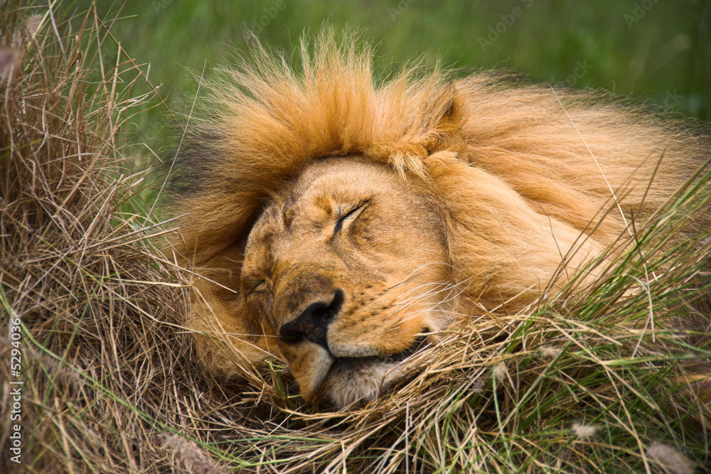 Obraz premium sleeping lion