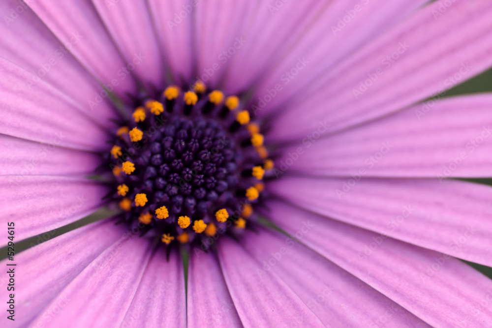 up&close macro flower