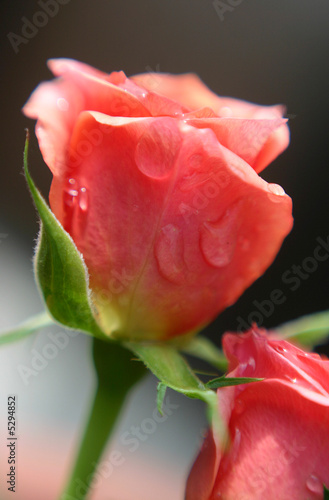 pink rose with drops