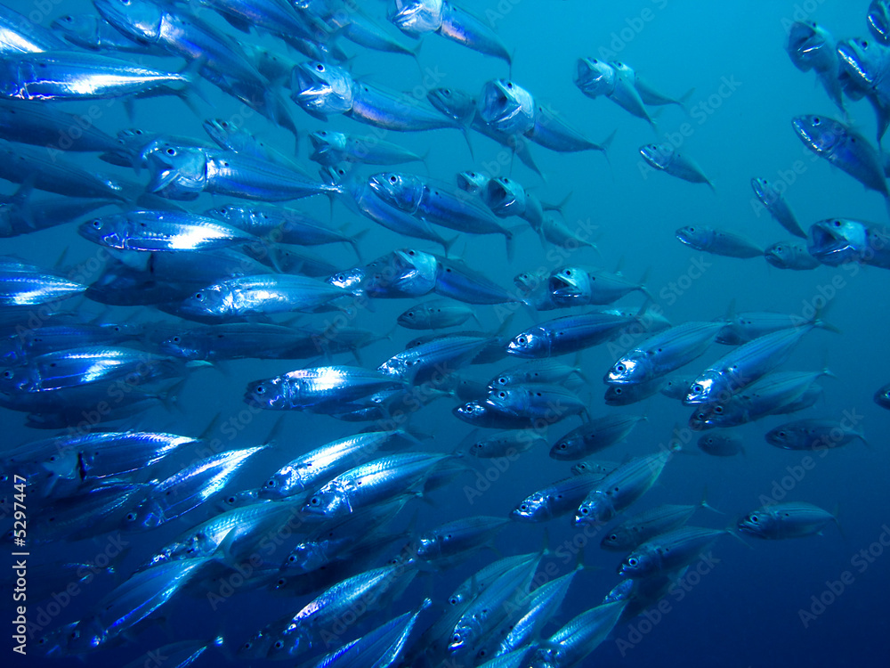 Obraz premium Striped Mackerel