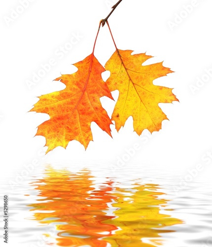 Autumn leaves and reflection in water