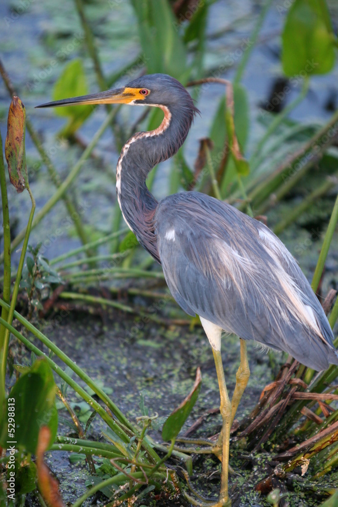 blue heron blue heron