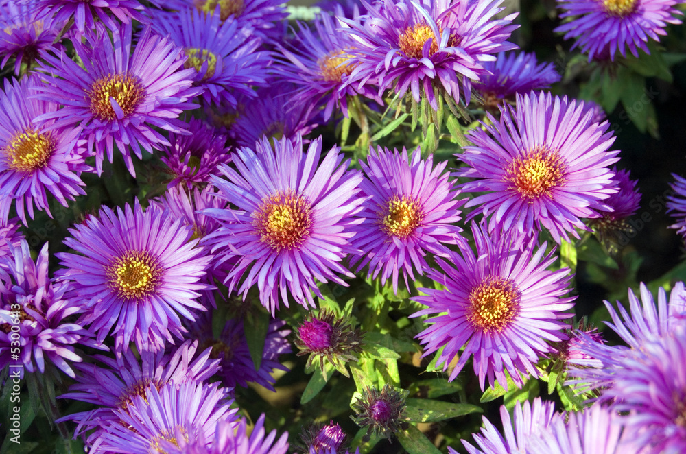 Flowers Flowers