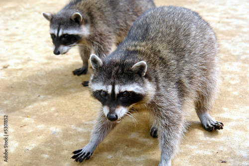 close up raccoons