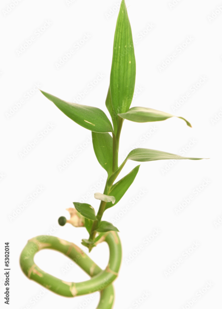 Fototapeta premium Green leaves of a bamboo on a white background