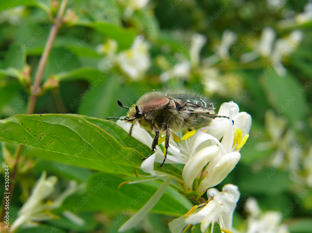 Beetle on Flowers 4 Beetle on Flowers 4
