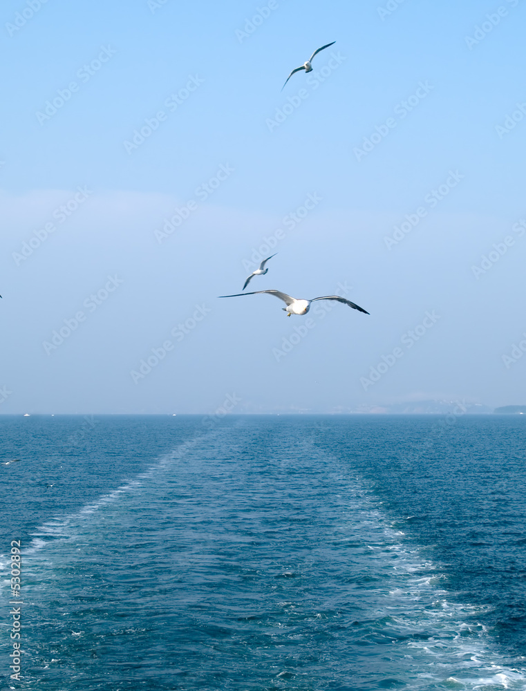 stern sea and seagulls. freedom concept
