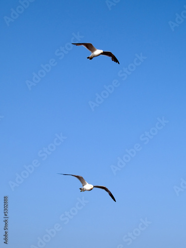 pair of seagull. friendship partnership concept