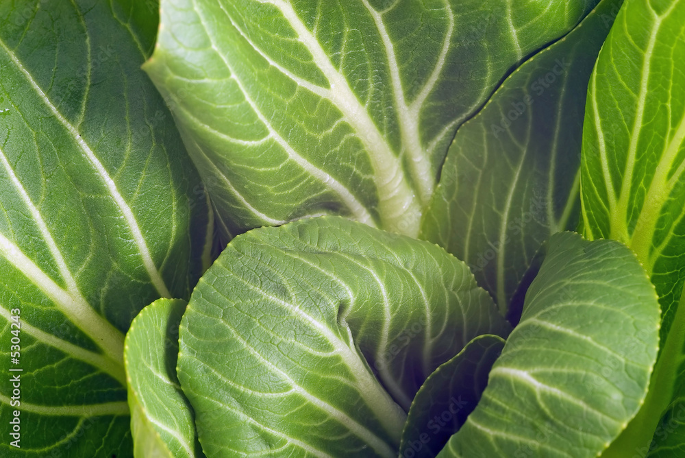 Obraz premium Pak Choi