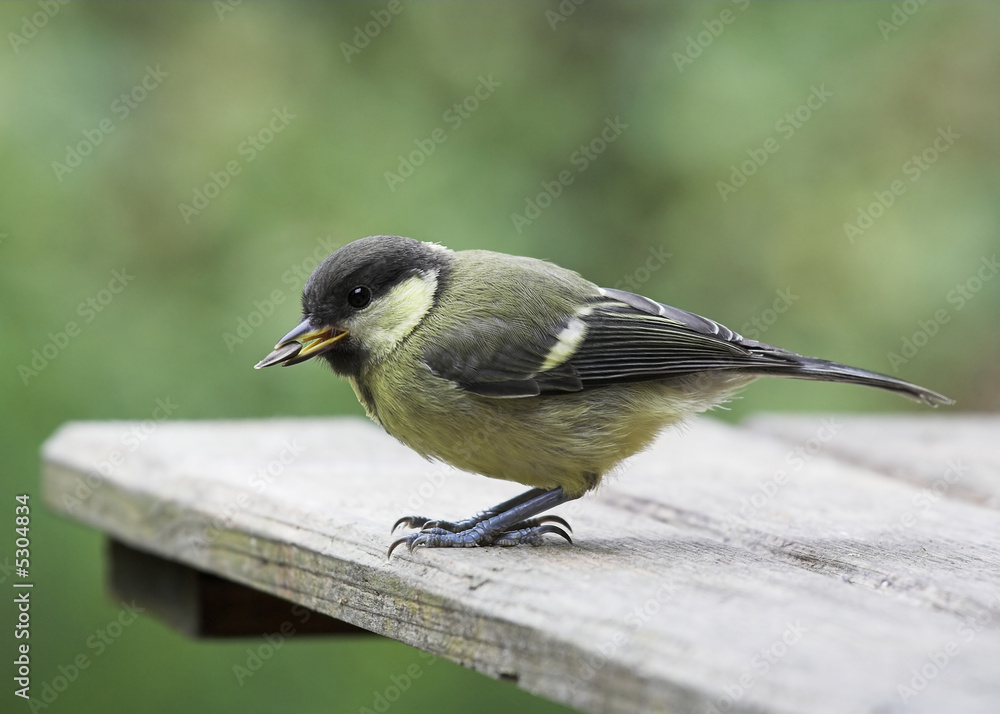 Obraz premium Juvenile Great Tit
