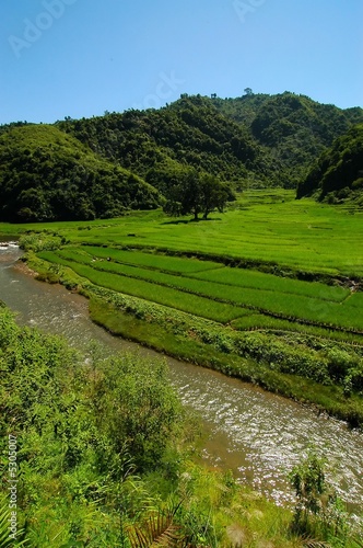 Rice Fields