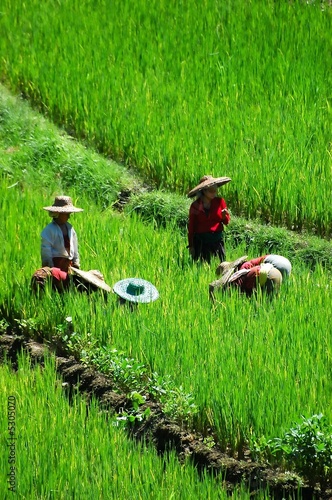 Farmers in rice fields