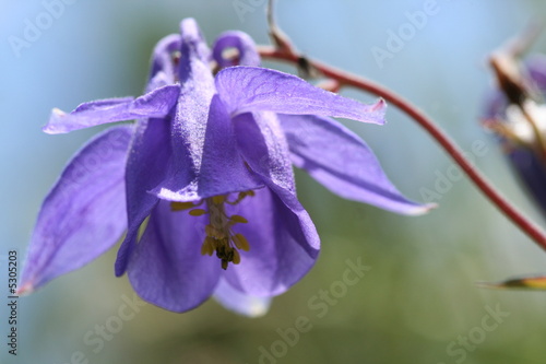 ancolie des pyrenees - aquilegia pyrenaica