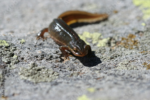 triton ponctué - Triturus vulgaris