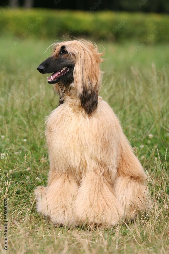 Afghan Hound