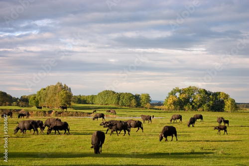 buffalo  © Simon Zoltán