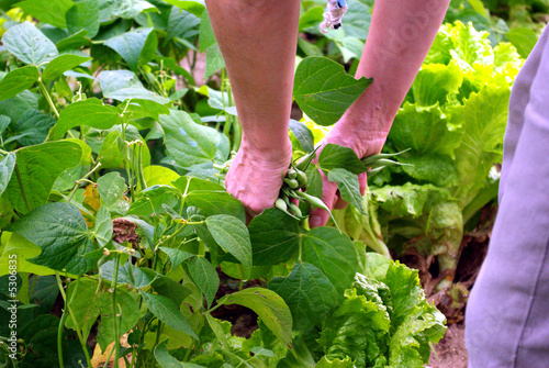 Green beans pick up