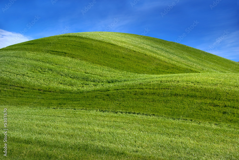 Fototapeta premium Grass