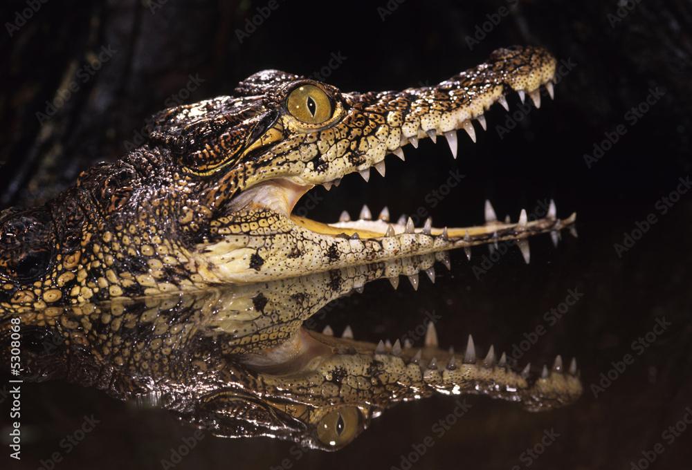 Obraz premium Caiman