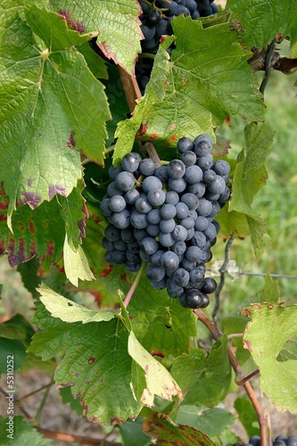 Wein photo