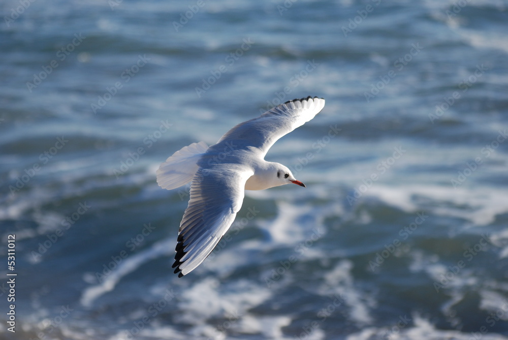 oiseau mer oiseau mer