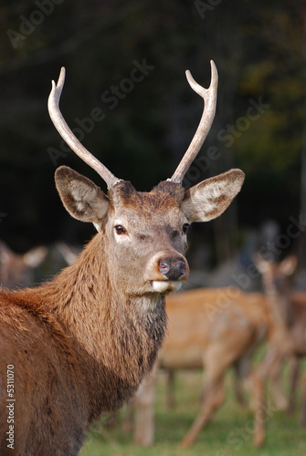 Closeup of a deer with antler