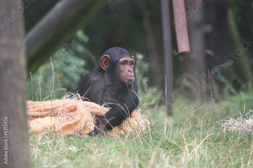 Chimp With Blanket