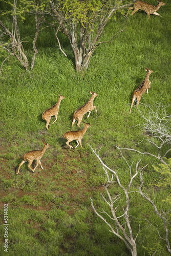 Fototapeta Naklejka Na Ścianę i Meble -  Spotted deer aerial.