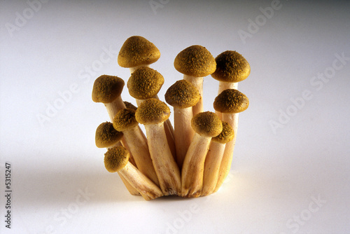 funghi photo