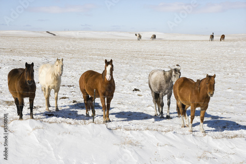 Fototapeta Naklejka Na Ścianę i Meble -  Horses in snowy pasture.