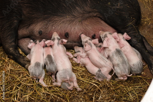 Piglets