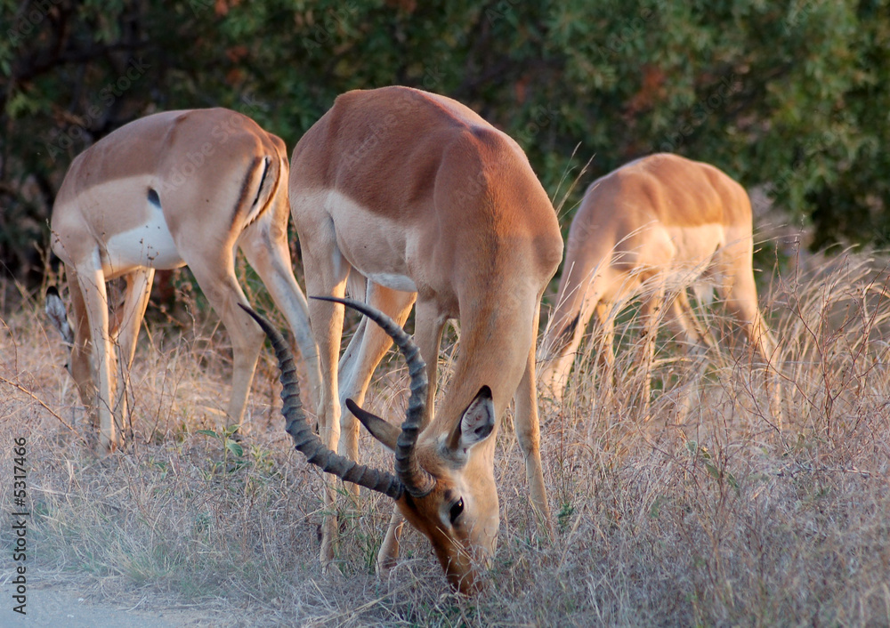 Impala: Aepyceros Melampus Impala: Aepyceros Melampus
