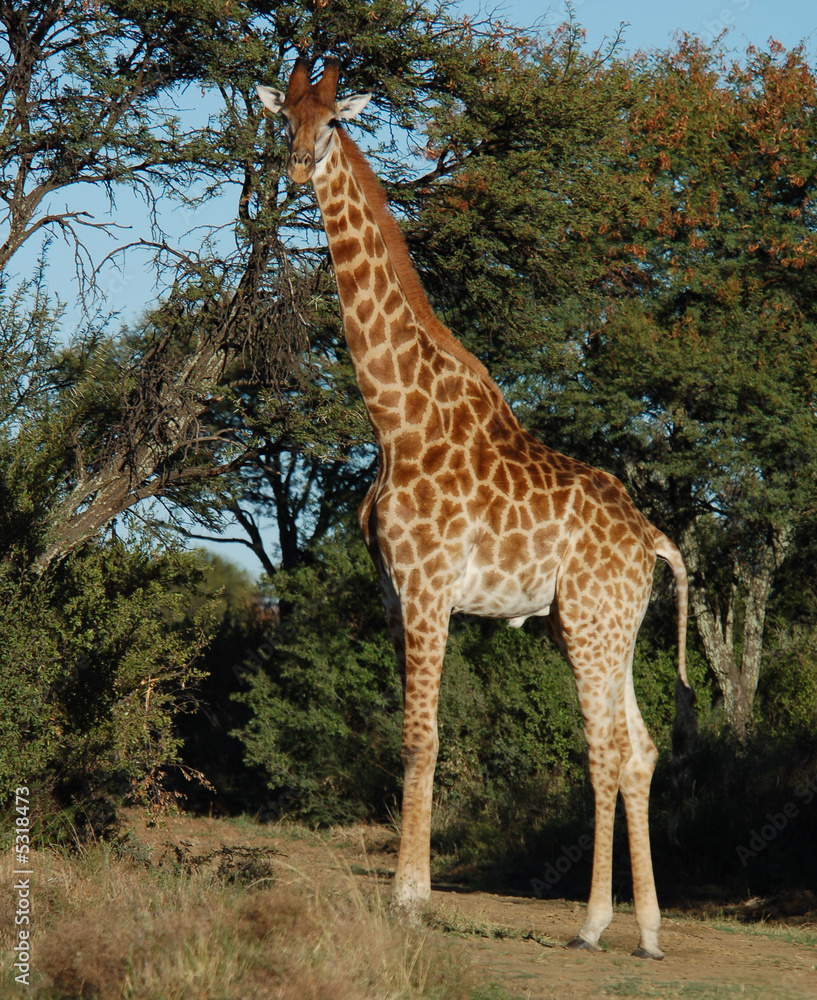 Giraffe full lenth photo Giraffe full lenth photo