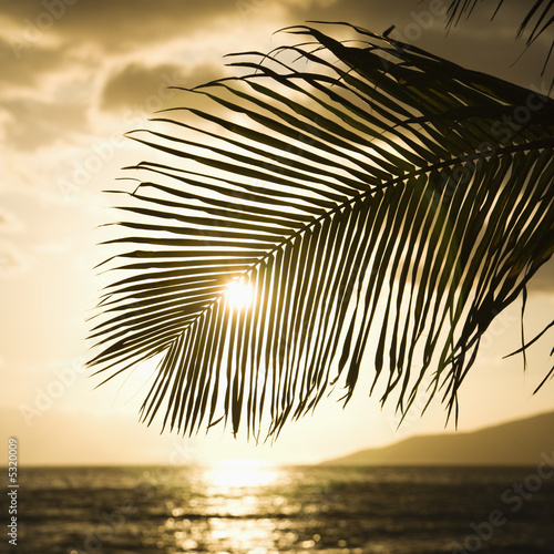 Palm trees withagainst sun setting over ocean in Hawaii.
