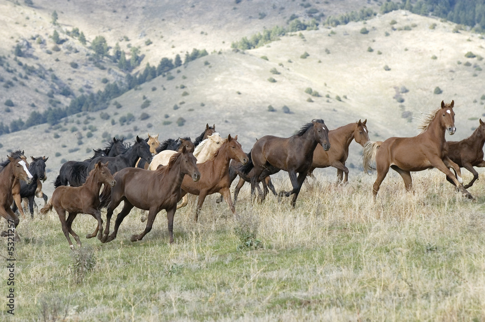 Obraz premium Horses stampeding