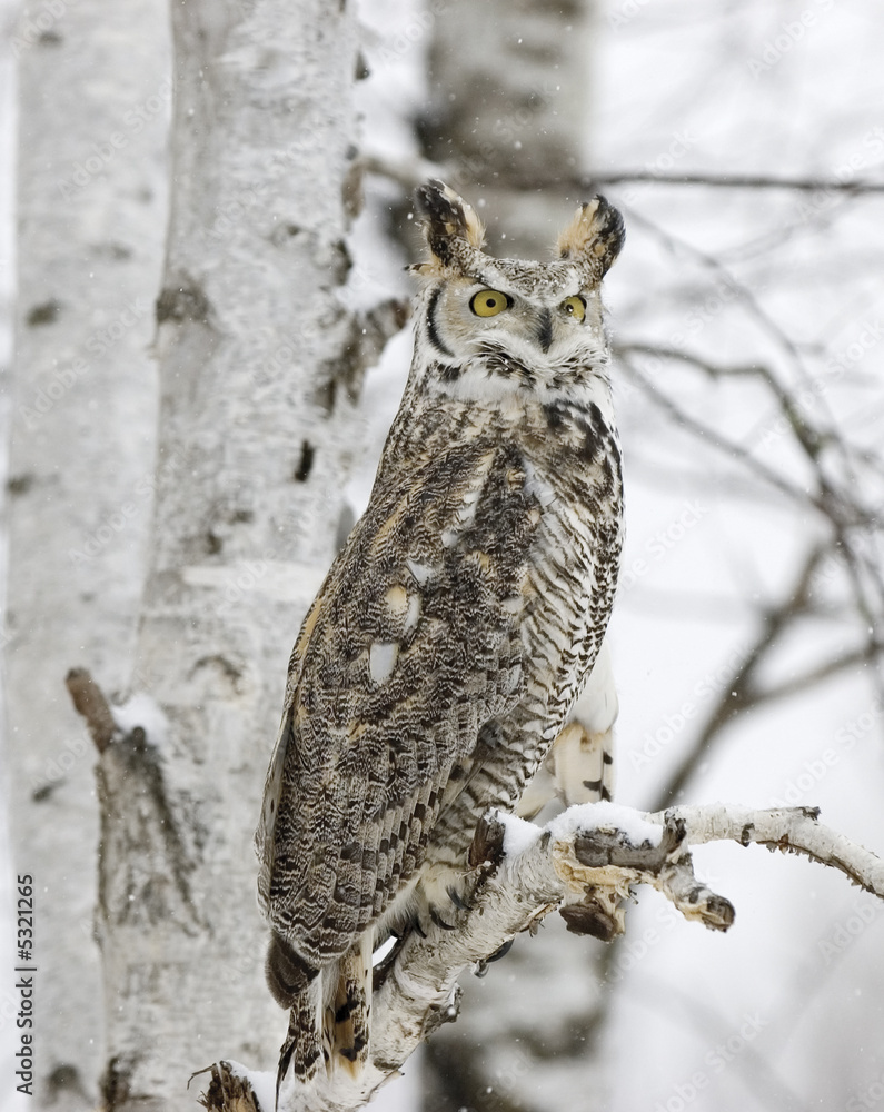 Long eared owl in snowfall Long eared owl in snowfall