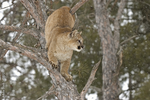 Cougar climbing in tree