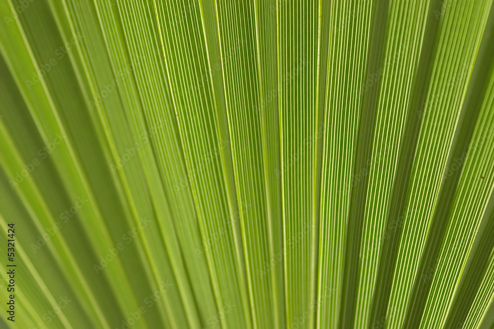 palm tree palm tree