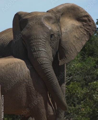 African Elephant Cow  Loxodonta africana 