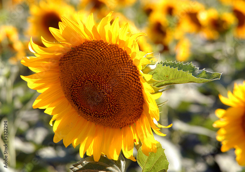 Flower of a sunflower