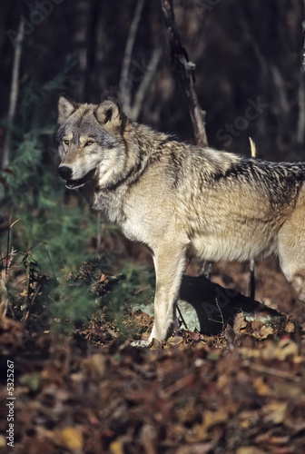 Timber wolf