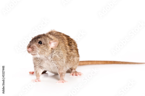 Rat on white background © Dixi_